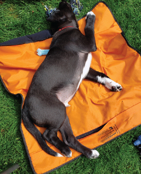 dog travel mat