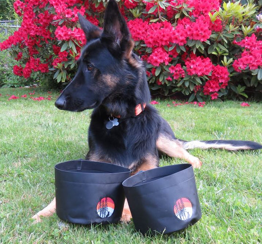 dog travel bowls