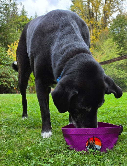 dog travel bowls