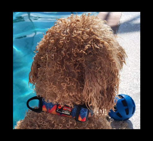 waterproof collar