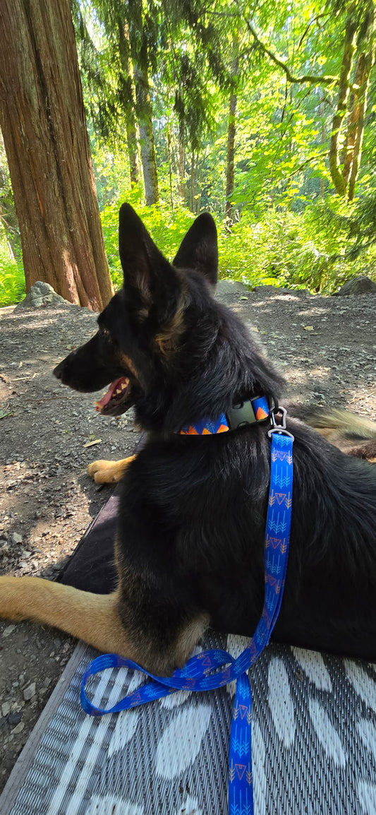 dog collar & leash