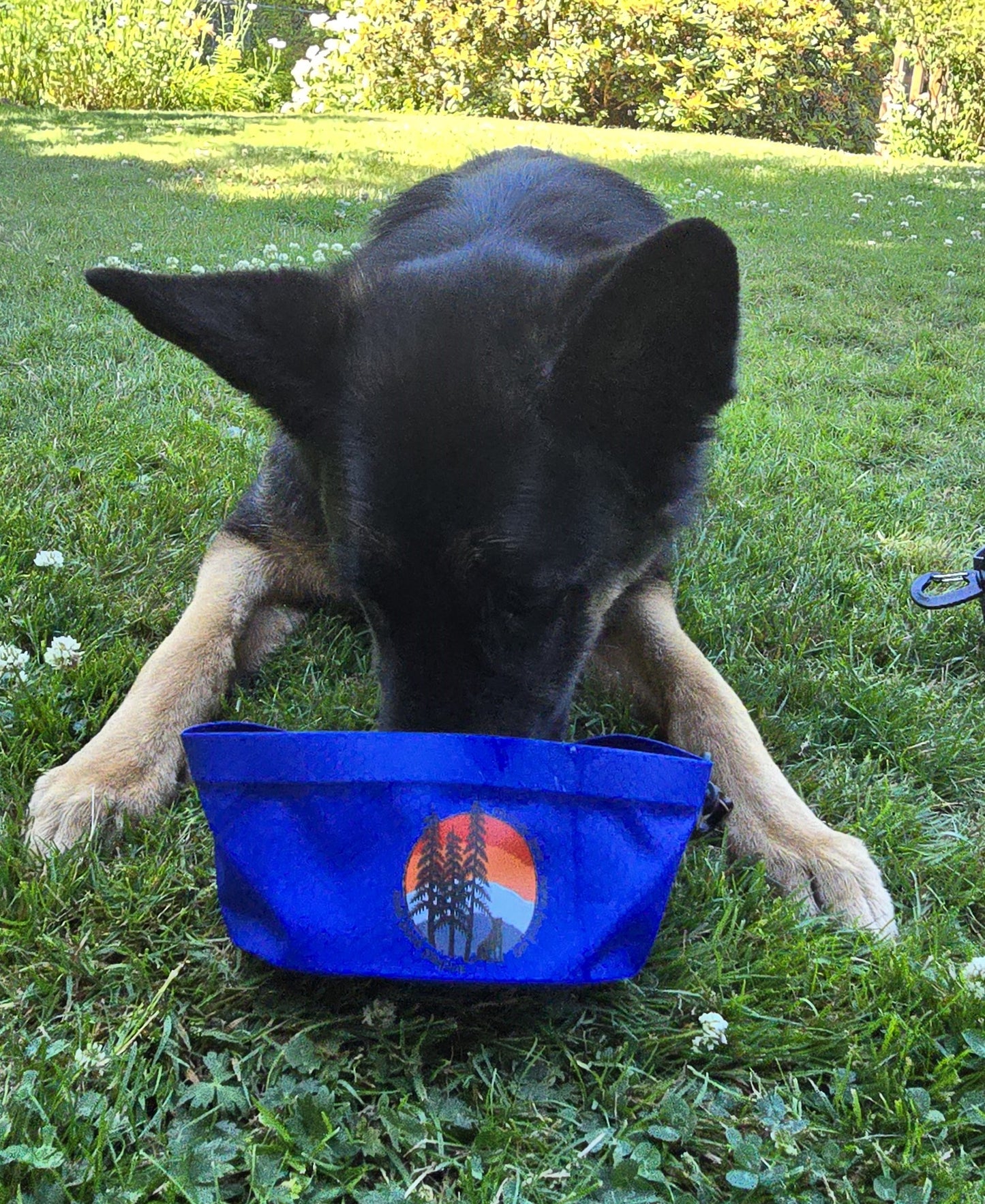 dog travel bowls