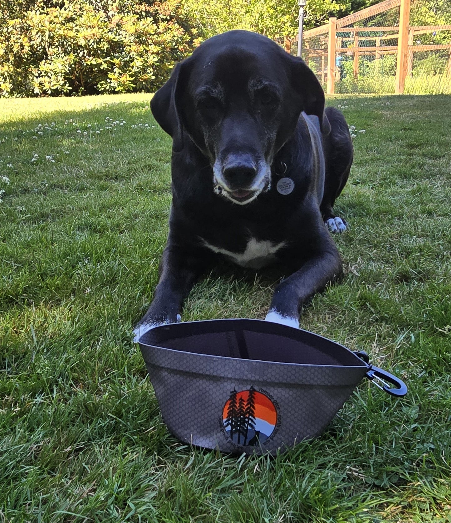 dog travel bowls