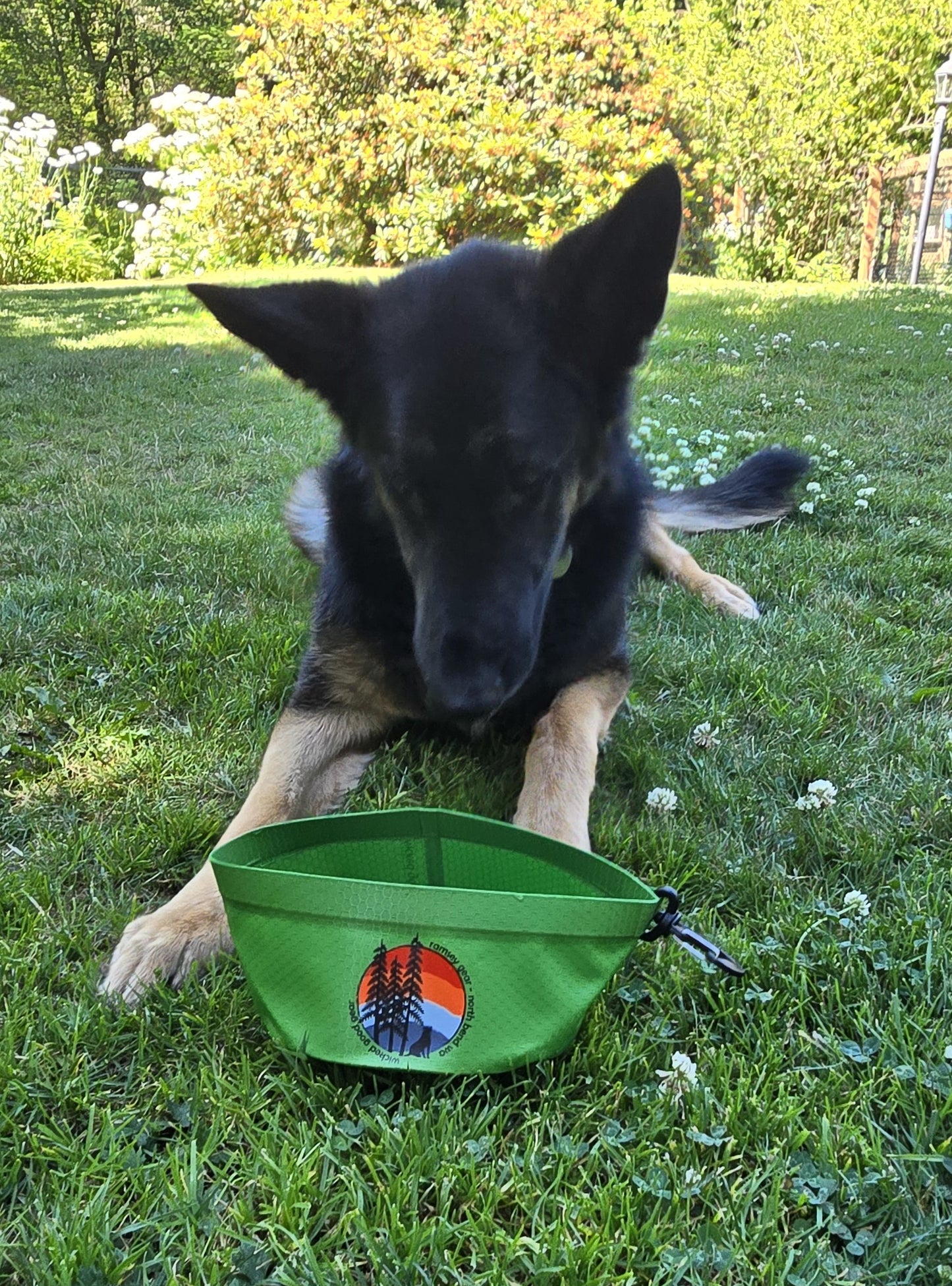 dog travel bowls